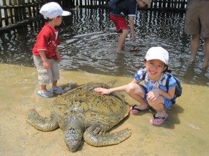 pulau penyu - Tanjung Benoa - BaliWisataTravel.com